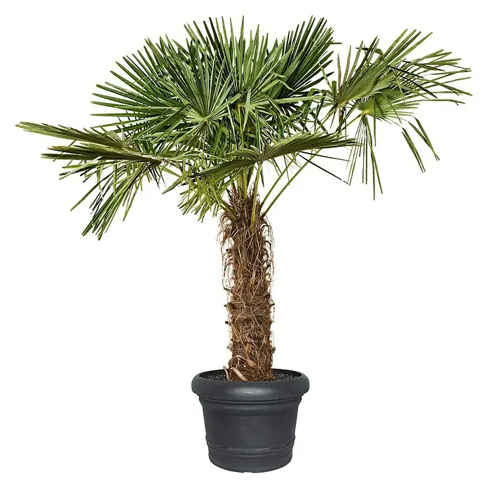 Geli Pflanzkübel rund Palermo - Außenmaß (Ø x H): 50 x 38 cm, Kunststoff, Anthrazit - Die Kübelpflanze Hanfpalme im Topf ist eine elegante Ergänzung für jeden Raum oder Garten. Die Hanfpalme ist pflegeleicht und robust.