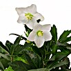 Rosa de Navidad (Helleborus niger, Tamaño de maceta: 13 cm, Color de flor: Blanco)