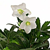 Christrose (Helleborus niger , Topfgröße: 13 cm, Blütenfarbe: Weiß)