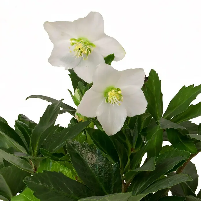 Piardino Rosa de Navidad - Helleborus niger, Tamaño de maceta: 13 cm, Blanco - Primer plano de una flor de heléboro blanco con hojas verdes.