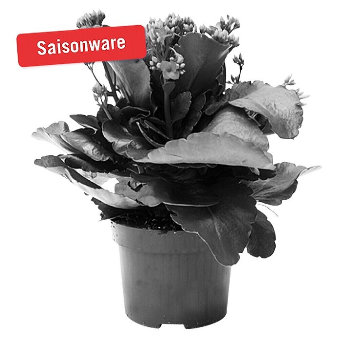 Piardino Flammendes Käthchen (Kalanchoe blossfeldiana, Topfgröße: 10,5 cm, Lila)