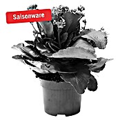 Piardino Flammendes Käthchen (Kalanchoe blossfeldiana, Topfgröße: 10,5 cm, Lila)