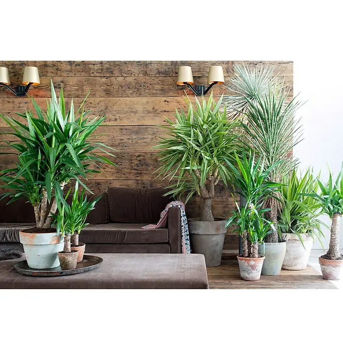 Piardino Palmlilie - Yucca elephantipes, Topfgröße: 17 cm - Innenraumszene mit einer Vielzahl von Zimmerpflanzen in Töpfen, die auf einem Holzboden vor einer rustikalen Holzwand arrangiert sind.