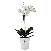 SK Tegla za orhideju (Ø x V: 10 x 12 cm, Bijelo, Sjajno)
