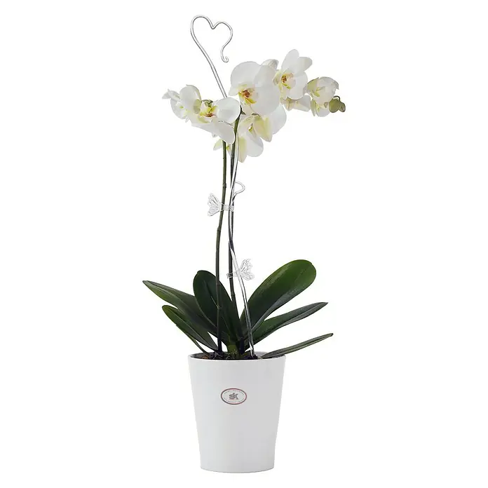 Soendgen Keramik Orchideentopf Merina - Außenmaß (Ø x H): 10 x 12 cm, Keramik, Weiß, Glänzend - Elegante weiße Orchidee im Topf mit Herz-Deko. Perfekt für jeden Raum, um eine stilvolle Note zu verleihen und eine frische Atmosphäre zu schaffen.