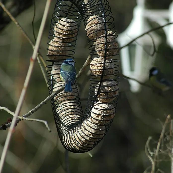 Riesenfutterring - Metall, Pulverbeschichtet, Schwarz - Ein spiralförmiger Futterspender mit Meisenknödeln, an dem ein Blaumeisen-Vogel sitzt, während ein anderer im Hintergrund zu sehen ist.