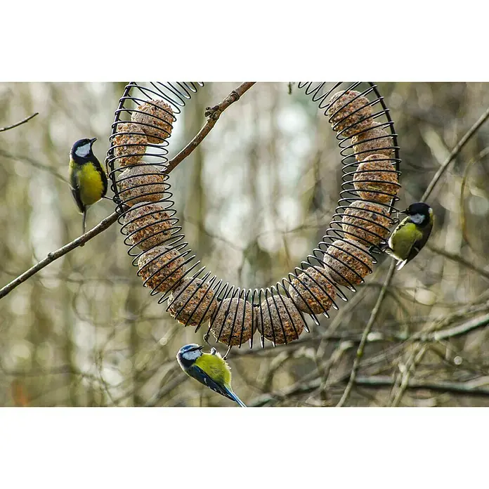 Riesenfutterring - Metall, Pulverbeschichtet, Schwarz - Ein spiralförmiger Futterspender mit Meisenknödeln, umgeben von kleinen Vögeln. Ein idyllischer Anblick für jeden Naturliebhaber.