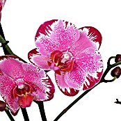 Piardino Orquídea mariposa (Phalaenopsis Macig Art, Tamaño de maceta: 12 cm, Rosa oscuro/blanco, Número de brotes: 2, Colgante, vertical)