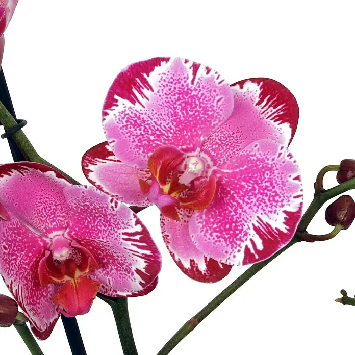 Piardino Orquídea mariposa - Phalaenopsis Macig Art, Tamaño de maceta: 12 cm, Rosa oscuro/Blanco, Número de brotes: 2 ud., En posición vertical - Primer plano de una orquídea rosa con manchas blancas y bordes rojo oscuro, sobre un fondo blanco brillante.