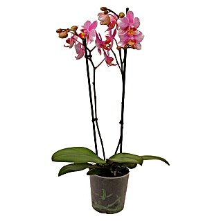 Piardino Orquídea mariposa (Phalaenopsis Hybride Multiflora, Tamaño de maceta: 12 cm, Rosa, Número de brotes: 2 ud., En posición vertical)