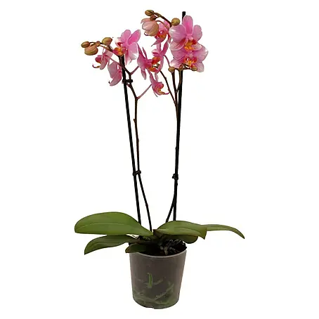 Piardino  Orquídea mariposa
