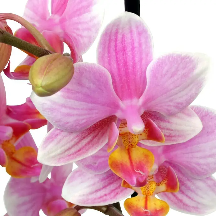 Piardino Orquídea mariposa - Phalaenopsis Hybride Multiflora, Tamaño de maceta: 12 cm, Rosa, Número de brotes: 2 ud., En posición vertical - Primer plano de una orquídea Phalaenopsis con pétalos rosas y un centro amarillo-naranja, resaltando su delicada belleza y elegancia.