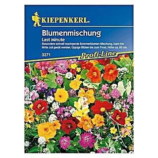 Kiepenkerl Profi-Line Blumensamenmischung Last Minute (Verschiedene Sorten, Blütezeit: Juli, 4 m²)