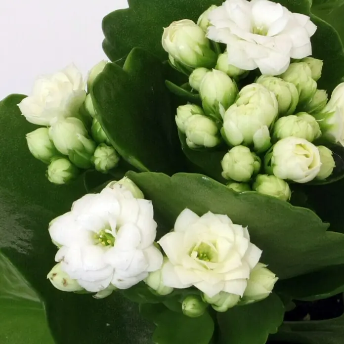 Piardino Flammendes Käthchen MiniKalanchoe blossfeldiana, Topfgröße: 7 cm, Weiß - Nahaufnahme einer Kalanchoe-Pflanze mit weißen Blüten und grünen Blättern, die die zarte Schönheit der Natur hervorhebt.