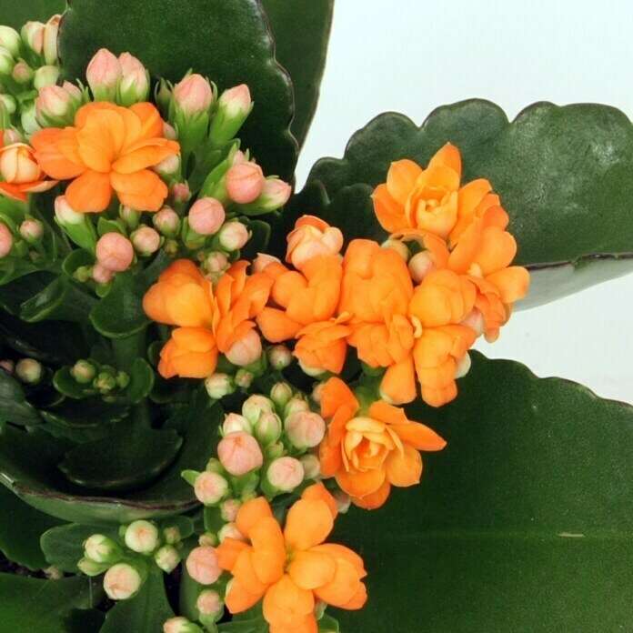 Piardino Flammendes Käthchen Mini (Kalanchoe blossfeldiana, Topfgröße: 7 cm, Orange)