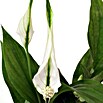 Piardino Einblatt Mini (Spathiphyllum floribundum , Topfgröße: 7 cm, Weiß)