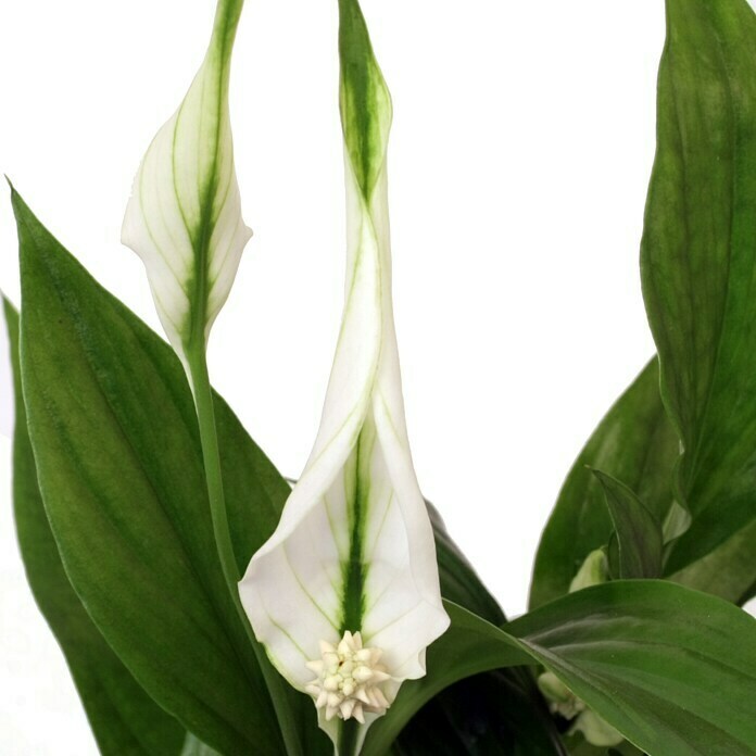 Piardino Einblatt MiniSpathiphyllum floribundum, Topfgröße: 7 cm, Weiß Detail Shot