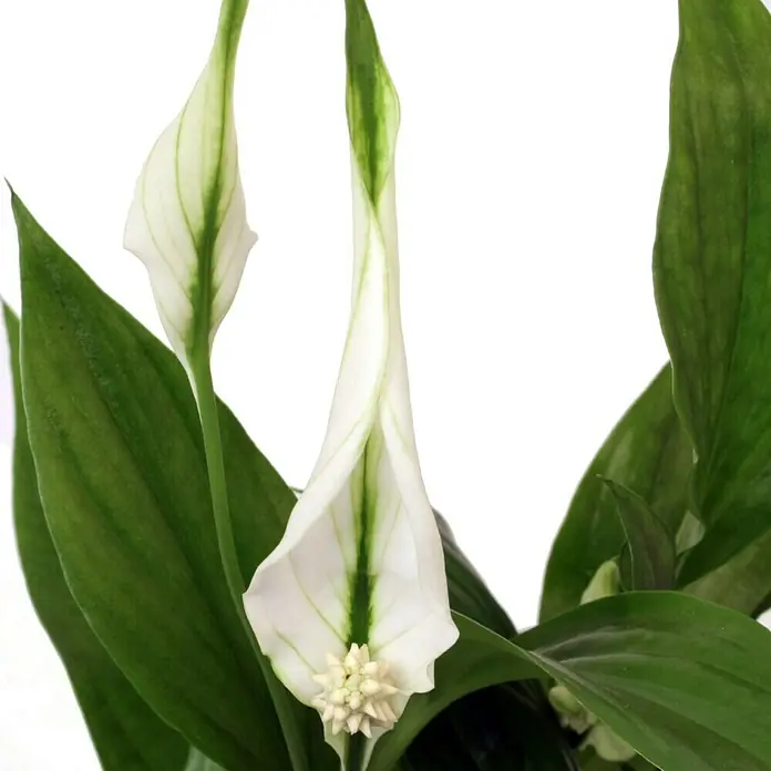 Piardino Einblatt Mini - Spathiphyllum floribundum, Topfgröße: 7 cm, Weiß - Nahaufnahme einer eleganten Friedenslilie mit weißen Blüten und grünen Blättern. Ein Blickfang für jeden Raum, der Ruhe und natürliche Schönheit ausstrahlt.