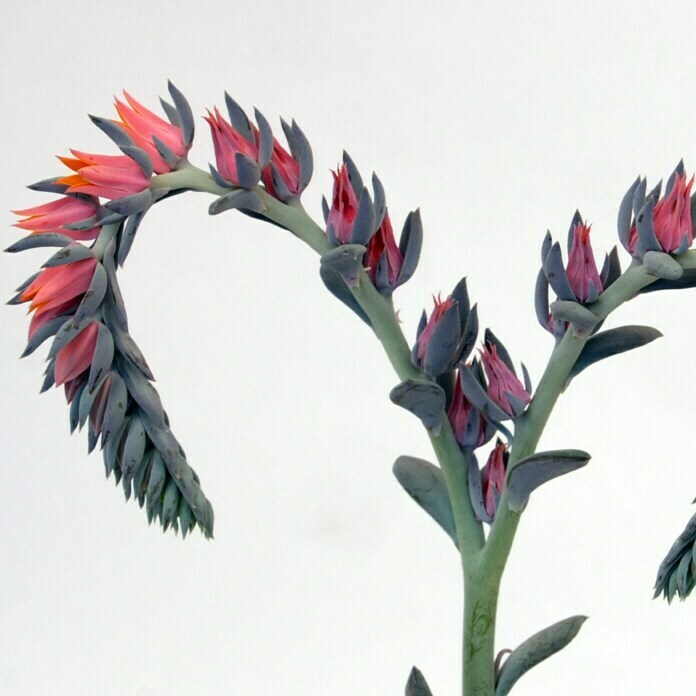 Piardino EcheverieEcheveria Blue Prince, Topfgröße: 12 cm, Grün Detail Shot