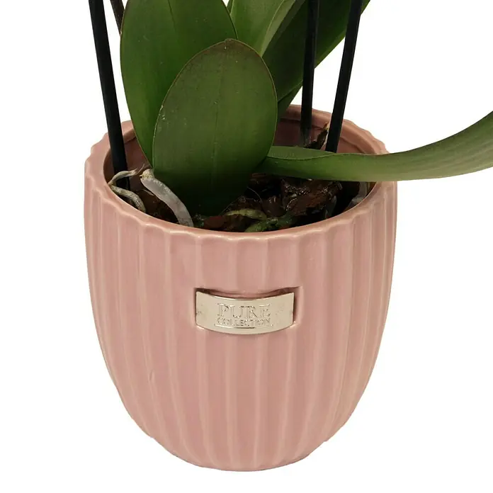 Piardino Orquídea mariposa - Phalaenopsis Hybride Multiflora, Tamaño de maceta: 12 cm, Dependiendo de la variedad, Número de brotes: 2 ud., En posición vertical - Primer plano de una orquídea Phalaenopsis en un cubre macetas acanalado rosa Pure Collection con logotipo plateado.