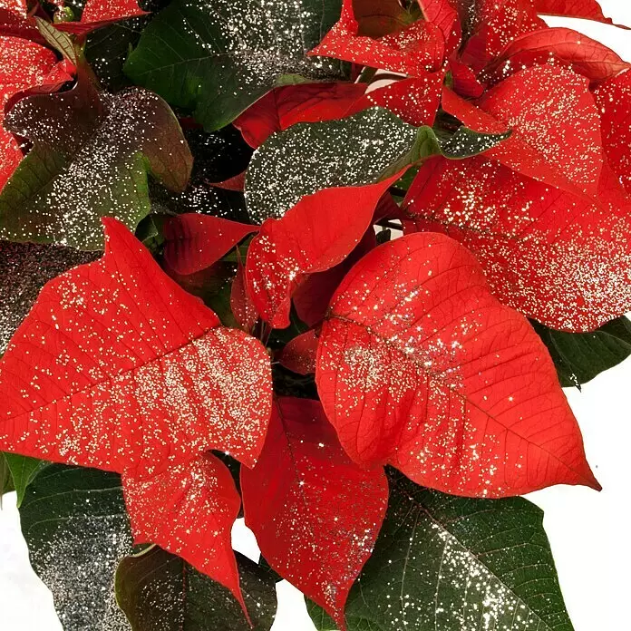 Piardino Weihnachtsstern - Euphorbia pulcherrima, Topfgröße: 11 cm, Rot/Silberglitter - Detailaufnahme