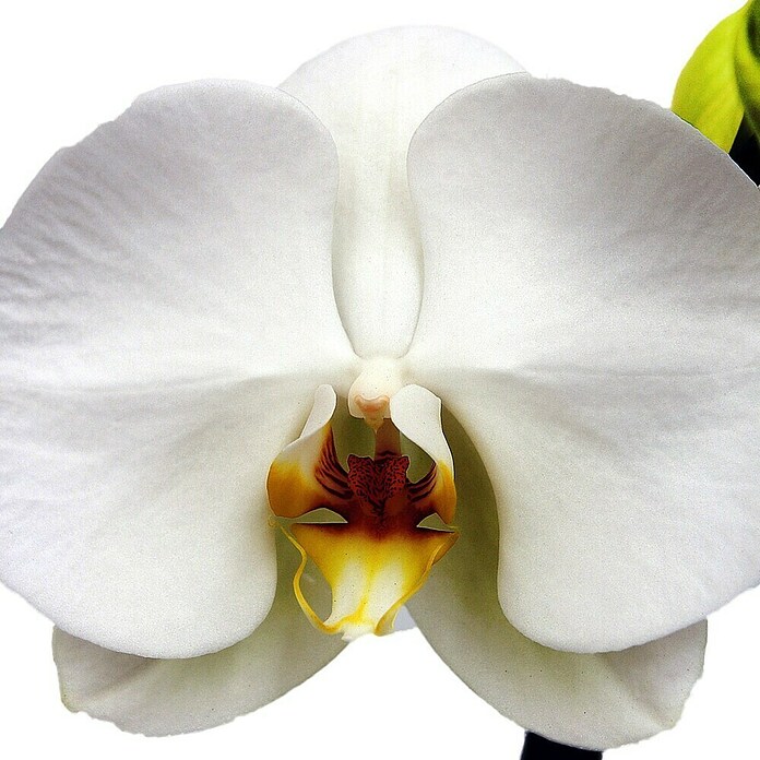 Piardino Orquídea mariposa (Phalaenopsis Hybriden, Tamaño de maceta: 15 cm, Blanco, Número de brotes: 2 ud., En posición vertical) | BAUHAUS
