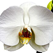 Piardino Orquídea mariposa (Phalaenopsis Hybriden, Tamaño de maceta: 15 cm, Blanco, Número de brotes: 2 ud., En posición vertical) | BAUHAUS