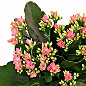 Kalanchoe blossfeldiana 10 rosa