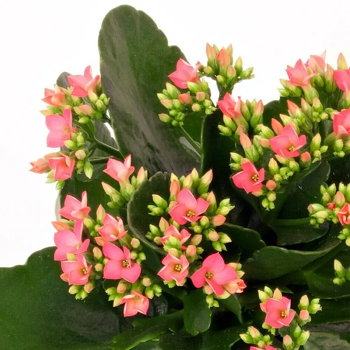 Piardino Flammendes Käthchen - Kalanchoe blossfeldiana, Topfgröße: 10 cm, Rosa - Nahaufnahme einer Kalanchoe-Pflanze mit leuchtend pinkfarbenen Blüten und grünen Blättern, die eine natürliche Schönheit ausstrahlt.