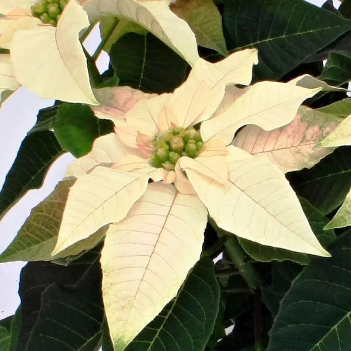 Piardino Weihnachtsstern 3-4 Brakteen - Euphorbia pulcherrima, Topfgröße: 11 cm, Weiß - Nahaufnahme einer weißen Weihnachtssternblume mit grünen Blättern, die eine elegante und festliche Atmosphäre schafft.
