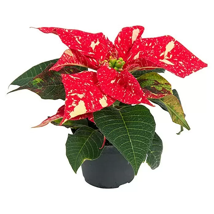 Piardino Weihnachtsstern Mini - Euphorbia pulcherrima, Zweifarbig, Topfgröße: 6 cm - Vorderansicht