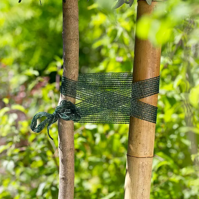 Gardol Baumbinder - 3 m x 3 cm, 3 Stk. - Nahaufnahme einer Baumstütze, die einen jungen Baum mit einem Netzgurt sichert, umgeben von üppigem Grün.