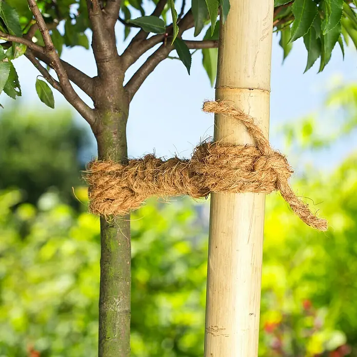 Gardol Kokosgarn - 15 m - Nahaufnahme eines Baumes, der mit einem dicken, braunen Seil an einem Bambusstab befestigt ist, zur Stabilisierung und Unterstützung des Wachstums.