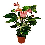 Piardino Flamingoblume (Anthurium x andreanum , Topfgröße: 17 cm, Lila)