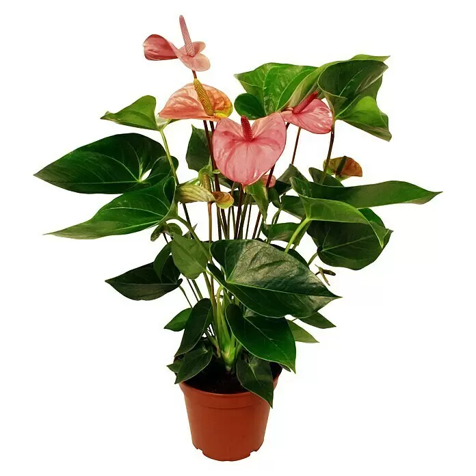 Piardino FlamingoblumeAnthurium x andreanum, Lila