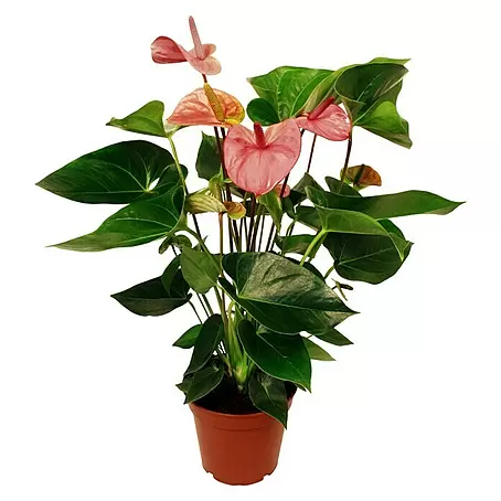 Piardino  Flamingoblume