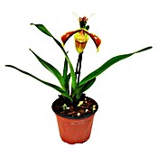 Orchidee (Topfgröße: 12 cm, Anzahl Triebe: 1, Aufrecht)