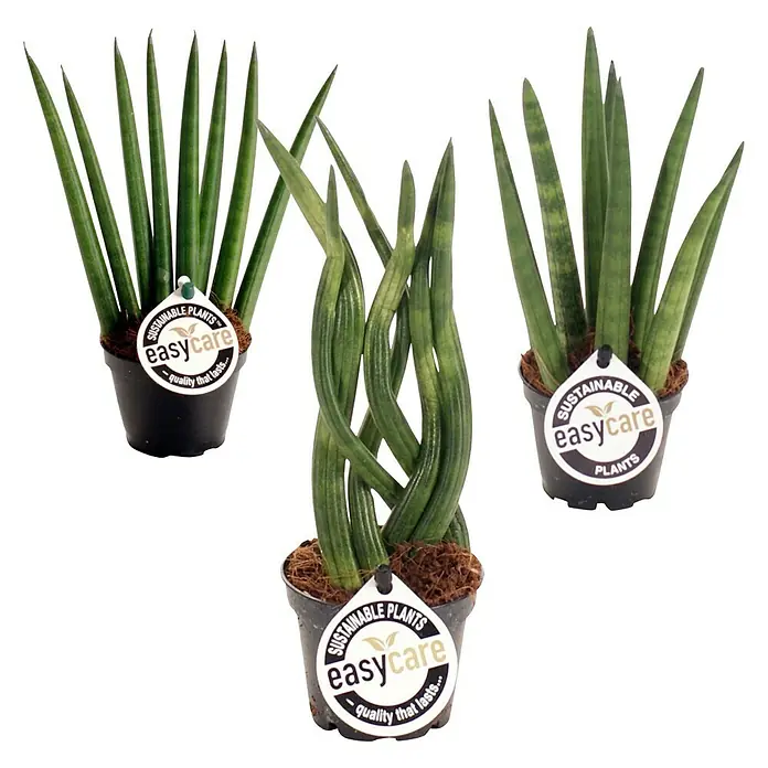 Piardino Bogenhanf - Sansevieria cylindrica, Topfgröße: 6 cm, Gelb/Grün - Drei Topfpflanzen Sansevieria cylindrica mit "Easycare"-Etikett, bekannt für ihre pflegeleichten Eigenschaften.