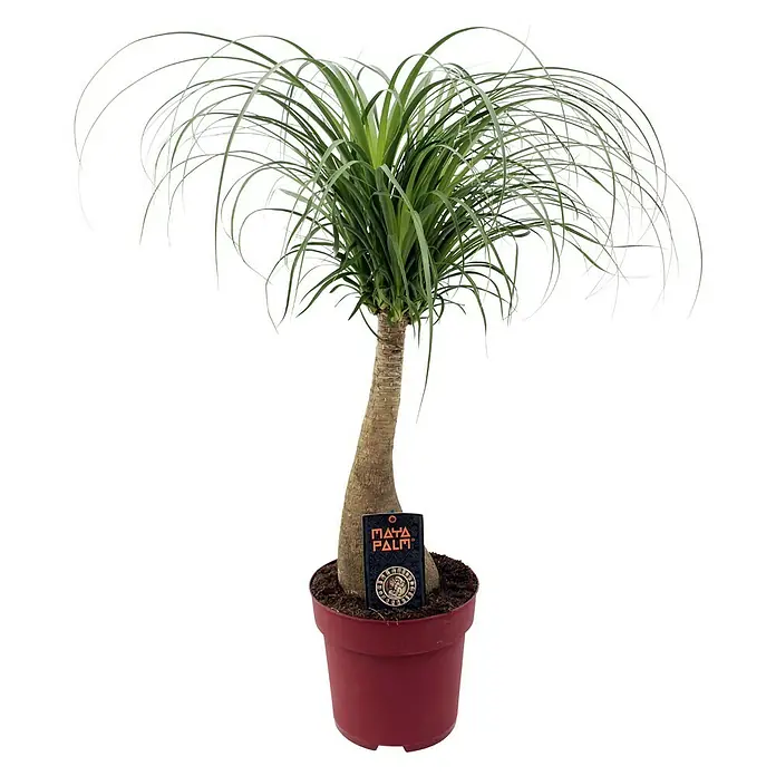 Piardino ElefantenfußBeaucarnea recurvata, Topfgröße: 24 cm, Grün