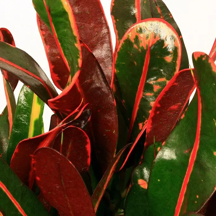 Piardino Kroton - Codiaeum variegata 'Petra', Topfgröße: 17 cm - Nahaufnahme von leuchtend bunten Krotonblättern mit roten, grünen und gelben Farbtönen, die ein tropisches, lebendiges Erscheinungsbild zeigen.