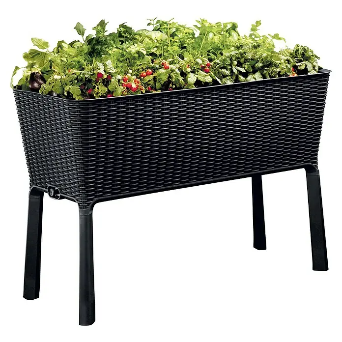 Keter Hochbeet Easy Growing - 114 x 49,3 x 75,7 cm, Kunststoff, Dunkelgrau - Schwarzer Pflanzkasten aus Korbgeflecht auf Beinen, gefüllt mit üppigen Pflanzen und roten Früchten. Ideal für den Garten oder Balkon.