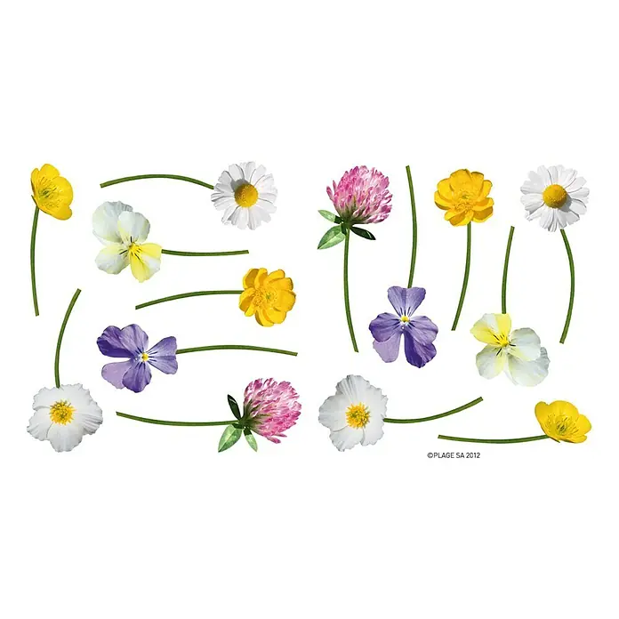 Vinilo de pared - Flores silvestres, Multicolor, Plástico - Un collage de varias flores silvestres con flores amarillas, blancas, moradas y rosas sobre un fondo blanco.