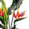 Piardino Ave del paraíso (Strelitzia reginae, Tamaño de maceta: 12 cm)