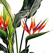 Piardino Ave del paraíso (Strelitzia reginae, Tamaño de maceta: 12 cm)