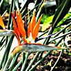Piardino Ave del paraíso (Strelitzia reginae, Tamaño de maceta: 12 cm)