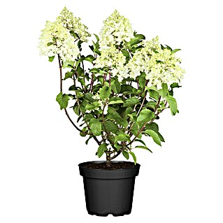 Rispen-Hortensie (Hydrangea paniculata, Topfvolumen: 10 l, Weiß)