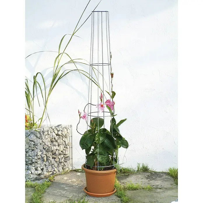 Bellissa Ranksäule Aktion - Höhe: 130 cm, Durchmesser: 28 cm - Nahaufnahme einer Mandevilla-Pflanze in einem Terrakotta-Topf mit einer Metallstütze vor einer weißen Wand.