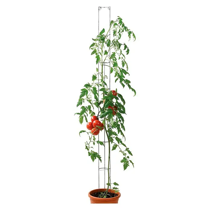 Bellissa Tomatensäule - 160 cm - Bild einer Tomatenpflanze im Topf mit Rankhilfe. Reife, rote Tomaten hängen an der Pflanze. Die Rankhilfe stützt das Wachstum der Pflanze.
