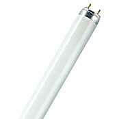 Osram Tubo fluorescente Skywhite (T8, Blanco frío, 36 W, Largo: 120 cm, Clase de eficiencia energética: A)