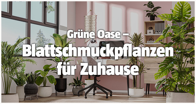 Blattschmuckpflanzen für Zuhause